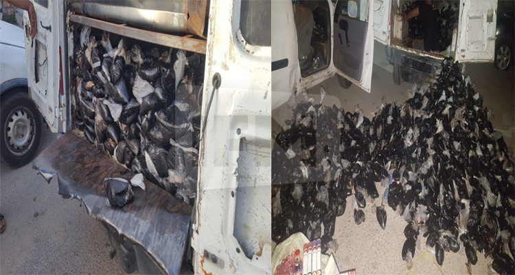 إحباط تهريب أكثر من 3 أطنان معسل وكمية من الشماريخ النارية (صور)