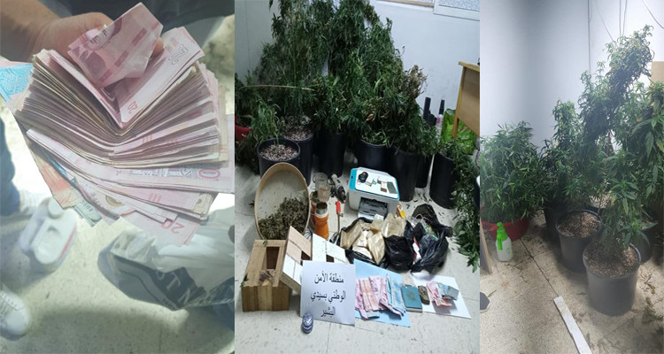 القبض على كهل حوّل حديقة بيته إلى حقل لزراعة القنب الهندي 