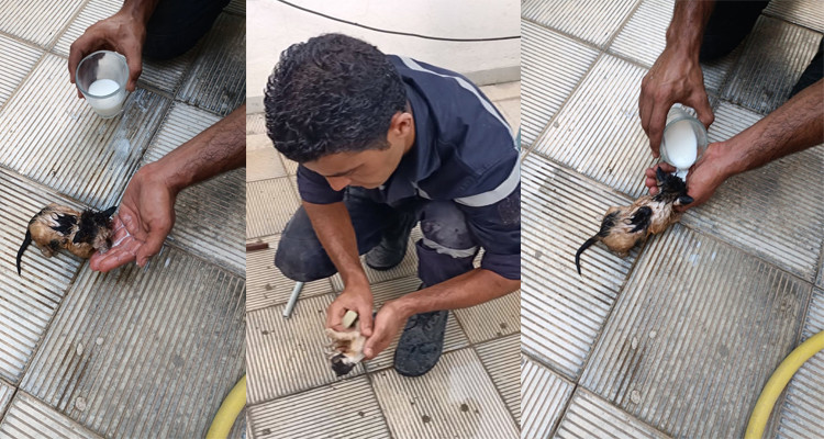الحماية المدنية تنقذ قطا صغيرا سقط في بالوعة (صور) 