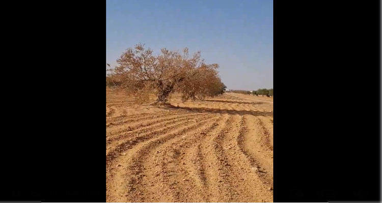 اتحاد الفلاحة والصيد البحري: الجفاف يفتك بالزياتين في صمت (فيديو) 
