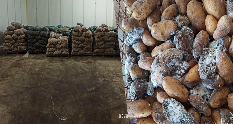 قابس مخزن تبريد بطاطا فاسدة