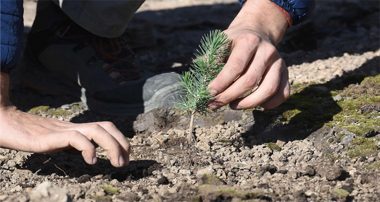 برنامج لزراعة 2 مليون شجرة تعويضا للنسيج الغابي المتضرر من الحرائق 