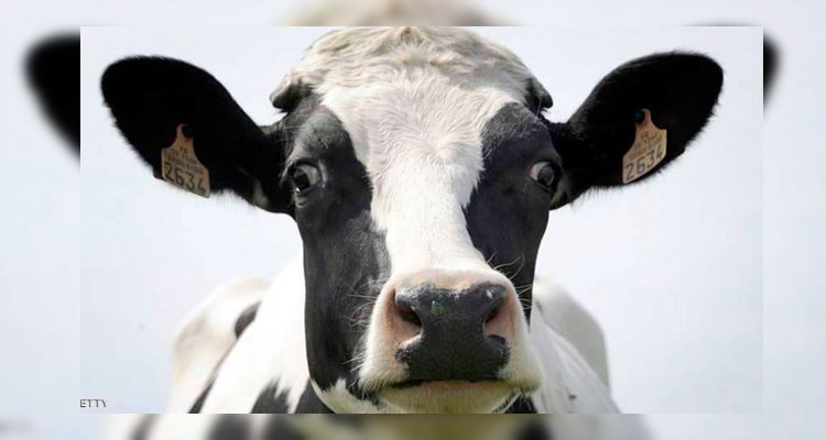 إيداع صاحب مخزن عشوائي السجن عثر به على آلاف السيقان والرؤوس الحيوانية 