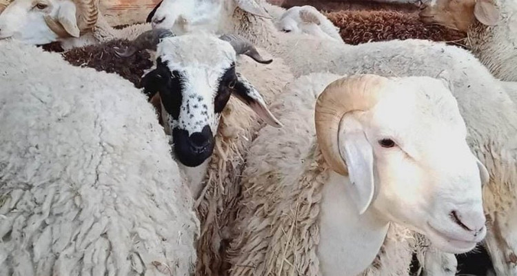 شركة اللحوم تنظم ''أسبوع العلوش'' وتسعّر الكيلوغرام بأقل من 22 دينارا