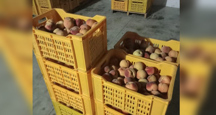 بنزرت: حجز 517 طنا من الخضر والغلال بأحد مخازن التبريد 