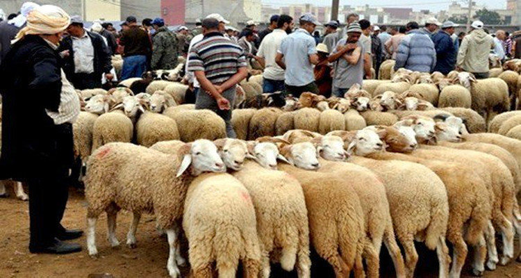 قضية فساد في تهيئة سوق الدواب تتسبب في إيقاف رئيس مجلس بلدي بسيدي بوزيد 