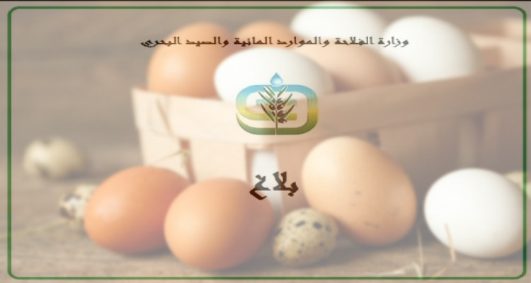 وزارة الفلاحة: الإنتاج الحالي من البيض كفيل بتلبية احتياجات السوق 