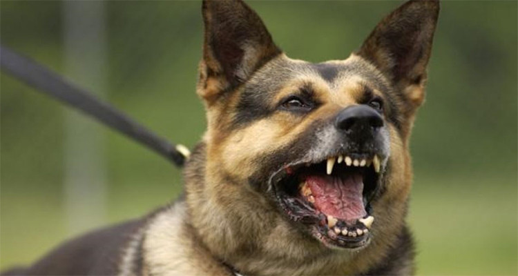 رشق الأطفال بيته بالحجارة فأطلق وراءهم كلبا شرسا واحتجز أحدهم 