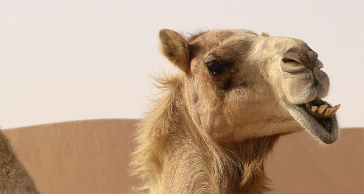 توزر: الأمن يحبط تهريب ثمانية إبل إلى بلد مجاور  