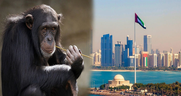 الامارات تعلن إصابة ثلاثة أشخاص بجدري القردة