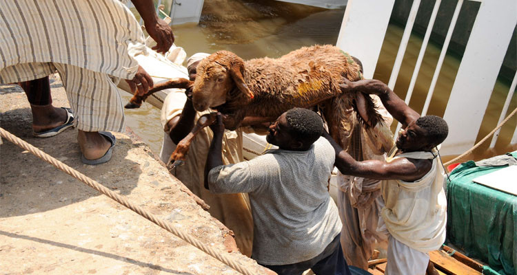السودان: غرق سفينة كانت محملة بـ16 ألف رأس غنم متجهة إلى السعودية