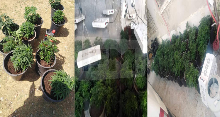 الإيقاع بنفر يزرع القنب الهندي في أوعية ويخفيها داخل حديقة منزله 