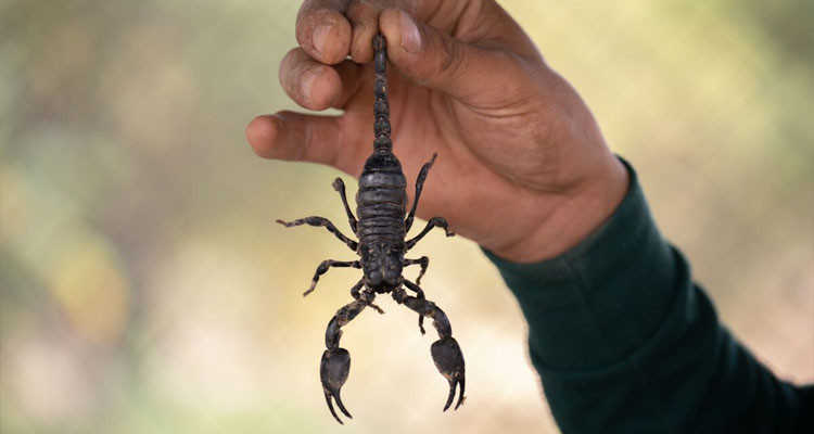 عادت من رحلة ترفيهية فوجدت حقيبتها مليئة بالعقارب 