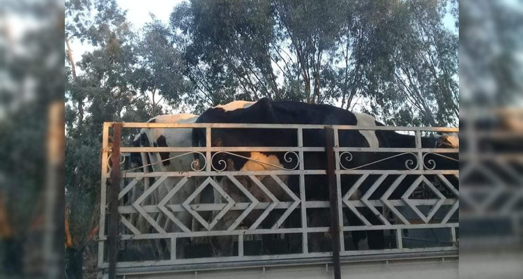 الاحتفاظ بشخص بعد إحباط محاولته بيع رؤوس أبقار لأطراف جزائرية 