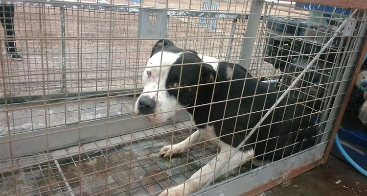 بلدية الكرم تتدخل بعد مهاجمة كلب شرس لصاحبته مخلفا لها أضرارا متفاوتة  