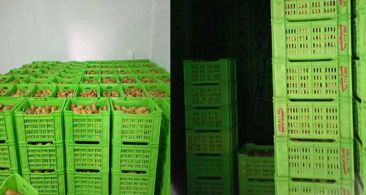 سبيطلة: حجز 30 طنا من البطاطا داخل مخزن عشوائي 