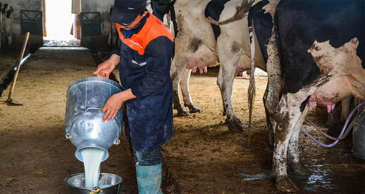 الجزائر: 10 سنوات سجنا نافذة لشخصين أدينا باحتكار مادة الحليب 