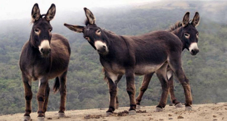 أربع سنوات سجنا لأفراد عصابة تذبح الحمير وتلقي فضلاتها بأماكن عشوائية  