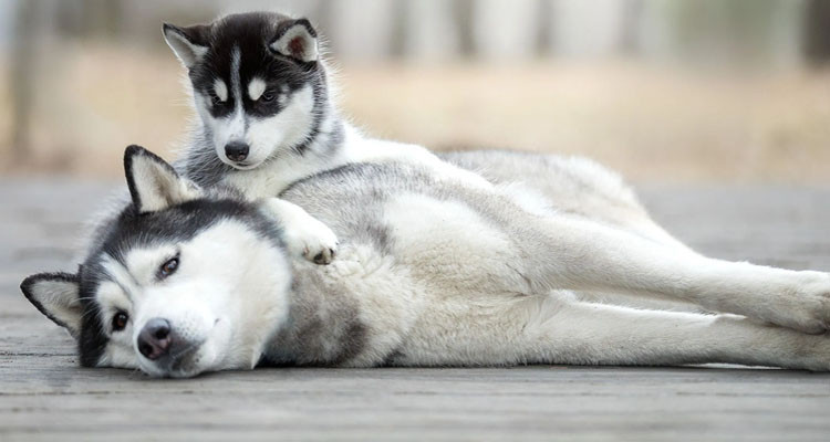 سوسة: النيابة العمومية ''تنصف'' كلبا من نوع هوسكي وتتخذ إجراء عاجلا في شأنه 