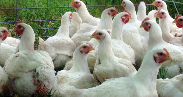 عاملان بمدجنة يتورطان في سرقة مؤجرهما 