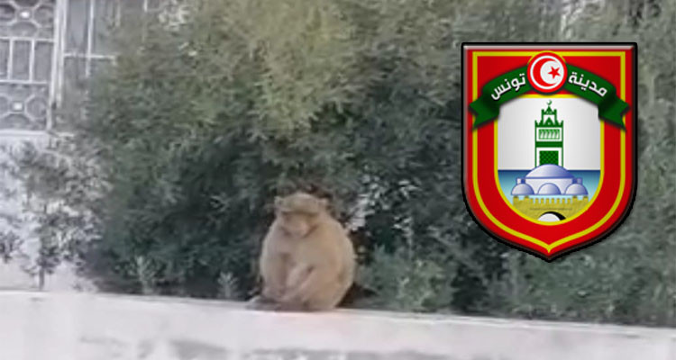 بعد مطاردة مضنية: أعوان البلدية يقبضون على القرد السائب 