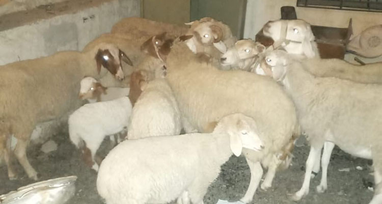 إعادة 23 رأس غنم إلى أصحابها بعد سرقتها وإخفائها