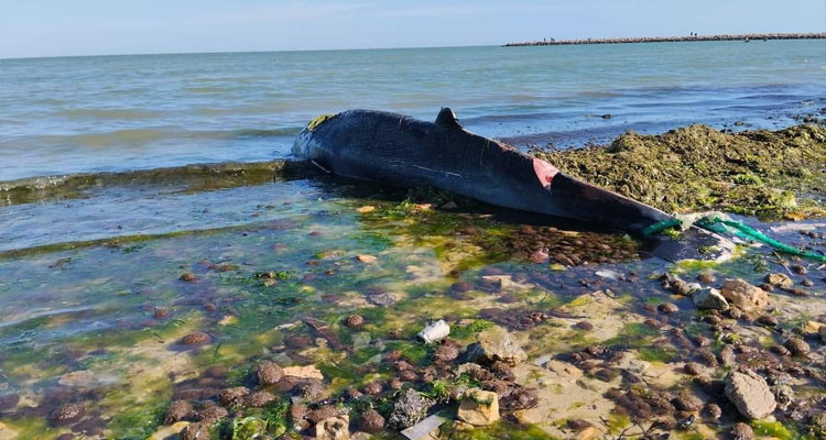 صفاقس: نفوق سمكة كبيرة الحجم بشاطئ الكازينو