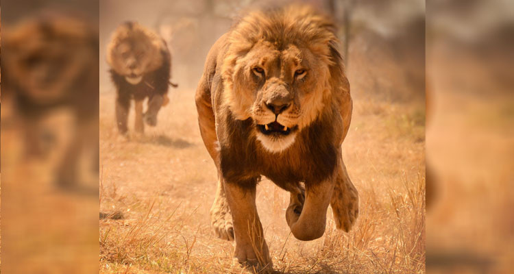 بلدية صفاقس: لم نرفض ''الأسد الهدية'' ولكن لدينا شروط 