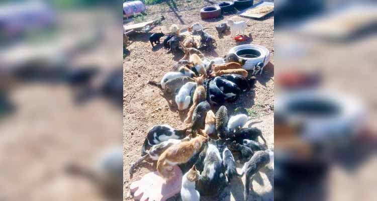 سوسة: النيابة العمومية تفتح بحثا بشأن الاعتداء على عشرات القطط وقـ،ــتلها