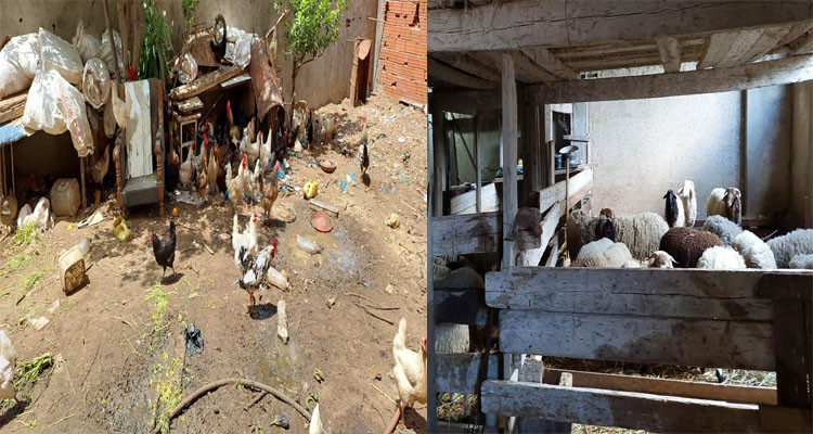 بلدية المرسى توجه تحذيرا أخيرا لمربي الدجاج والخرفان بالوسط الحضري 