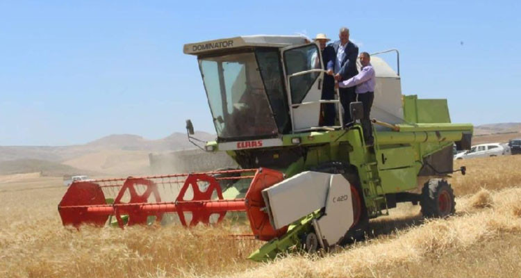 ولاية باجة تعلن موعد بدء الحصاد وتدعو الفلاحين إلى تسليم المحاصيل 