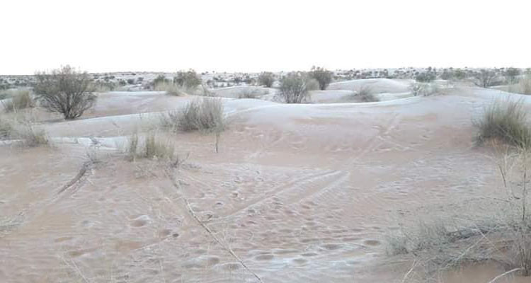 صدور الأمر القاضي بتسمية المدير الجديد لمعهد المناطق القاحلة 