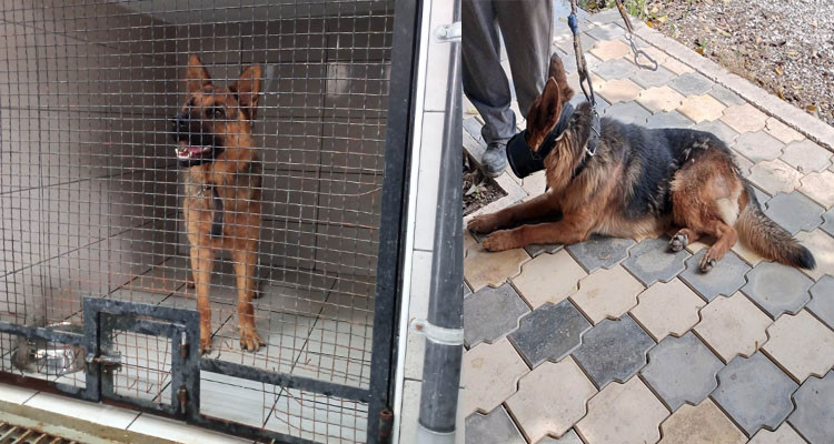 بلدية المرسى تدعو صاحب كلب ''الراعي الألماني'' إلى استعادته