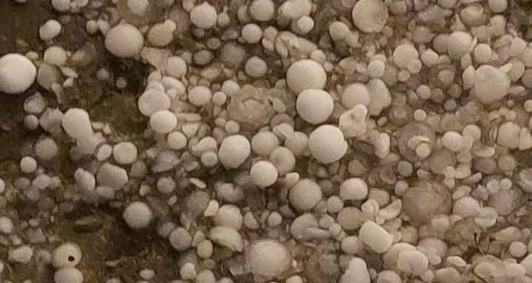 ''التبروري'' يتلف كميات كبيرة من صابة الأشجار المثمرة بباجة