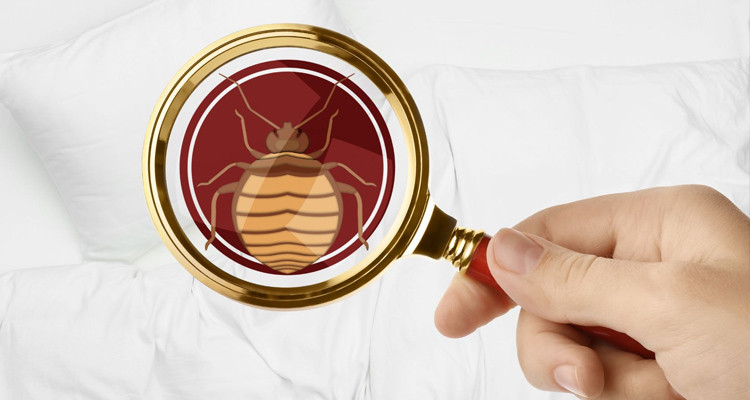 المغرب يعلن حالة الطوارئ بعد العثور على البق داخل باخرة فرنسية 