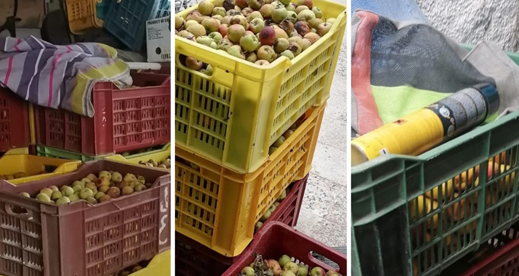 حجز قرابة الطنين ونصف من التفاح الفاسد وتوجيهه إلى الاتلاف