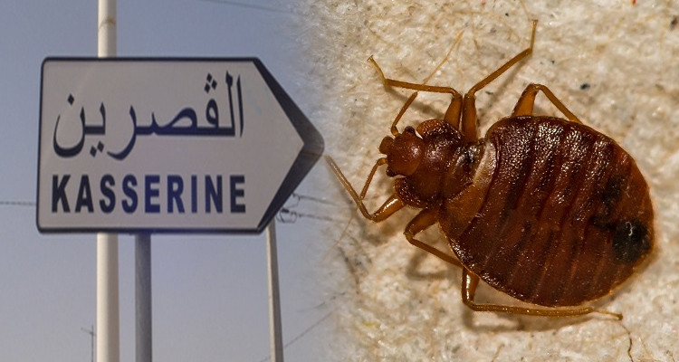 السلط الجهوية بالقصرين تتحرك بعد اكتشاف البق داخل مبيت خاص للطالبات