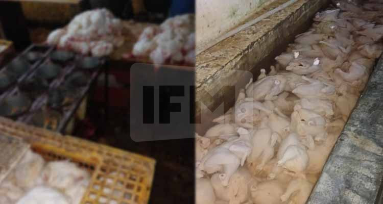 الكشف عن مسلخ عشوائي به مئات الطيور من الدواجن  