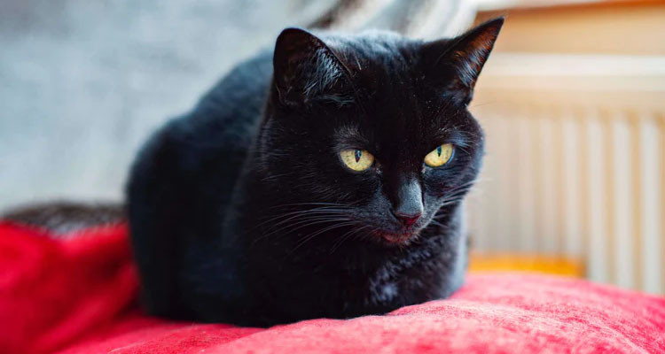 الاحتفاظ بكهل أقدم على  قـــ{ت}ـل قط بعد تعذيبه بواسطة الكلاب الشرسة