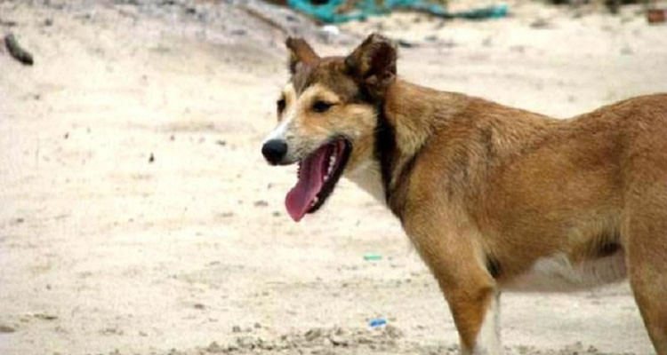 كلب سائب يقتحم مدرسة إعدادية ويهاجم أربعة تلاميذ 