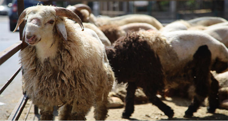 العاصمة: ممنوع ذبح الأضاحي داخل الشقق وفوق أسطح العمارات