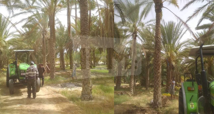 قبلي: الشروع في حملة شاملة لمداواة النخيل من آفة عنكبوت الغبار 