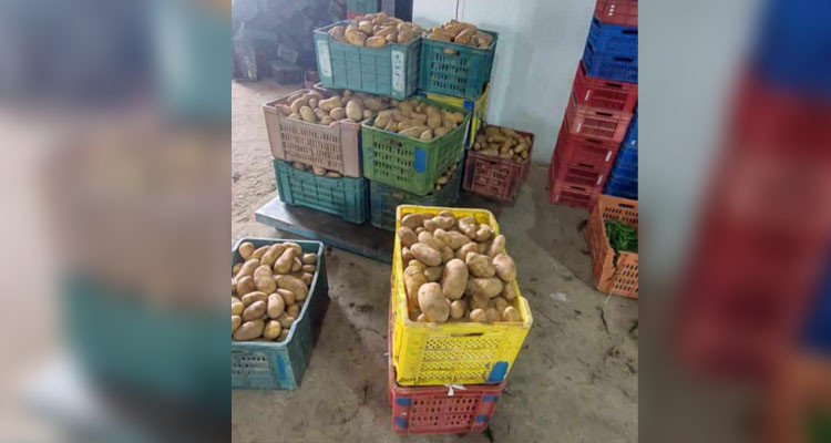 القصرين: حجز 600 كغ من البطاطا تعمد تاجر تفصيل بيعها بأسعار مشطة