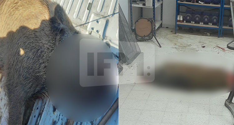 مدنين: قنص خنزير كبير الحجم بمركز التكوين المهني