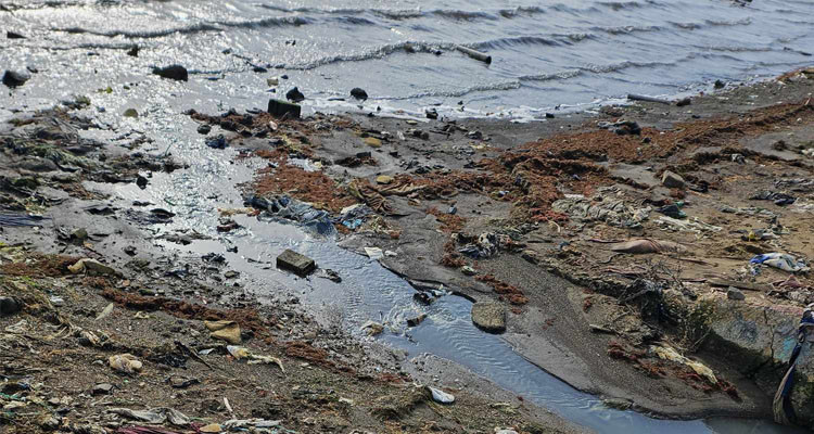 نفوق الأسماك ببحيرة ببنزرت تدق نواقيس الخطر