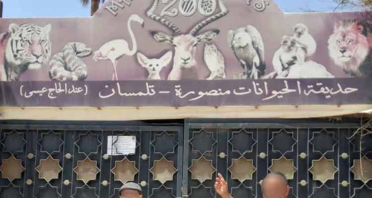 الجزائر: ثلاثة أسود جائعة تفترس حارس حديقة للحيوانات