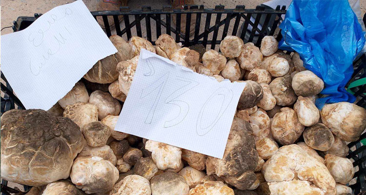 تطاوين: الترفاس يباع بـ130 دينار للكيلوغرام الواحد