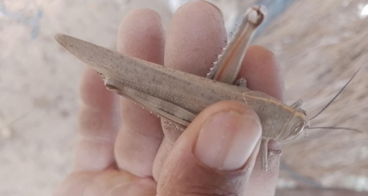 استنفار ثمانية فرق لمنع انتشار الجراد الصحراوي 