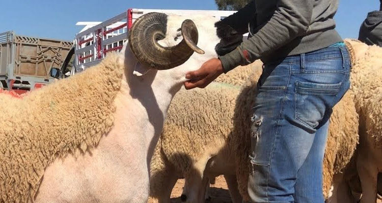 مجهولون يسددون طعنات سكين إلى راعي أغنام ويحيلونه على الإنعاش 