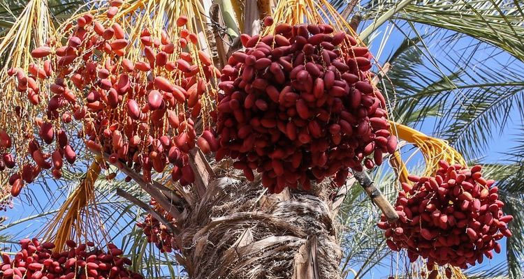 ضبط كميات من التمور مخفية داخل مخزن تبريد  